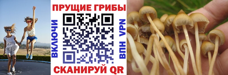 Псилоцибиновые грибы Psilocybine cubensis  сайты даркнета как зайти  Салехард 